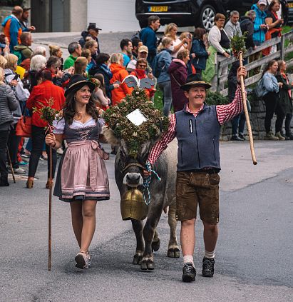 Alpine cattle drive 2022