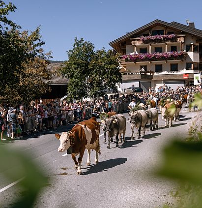 Alpine cattle drive Jerzens 2024