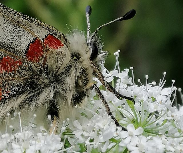 Schmetterlinge im Pitztal